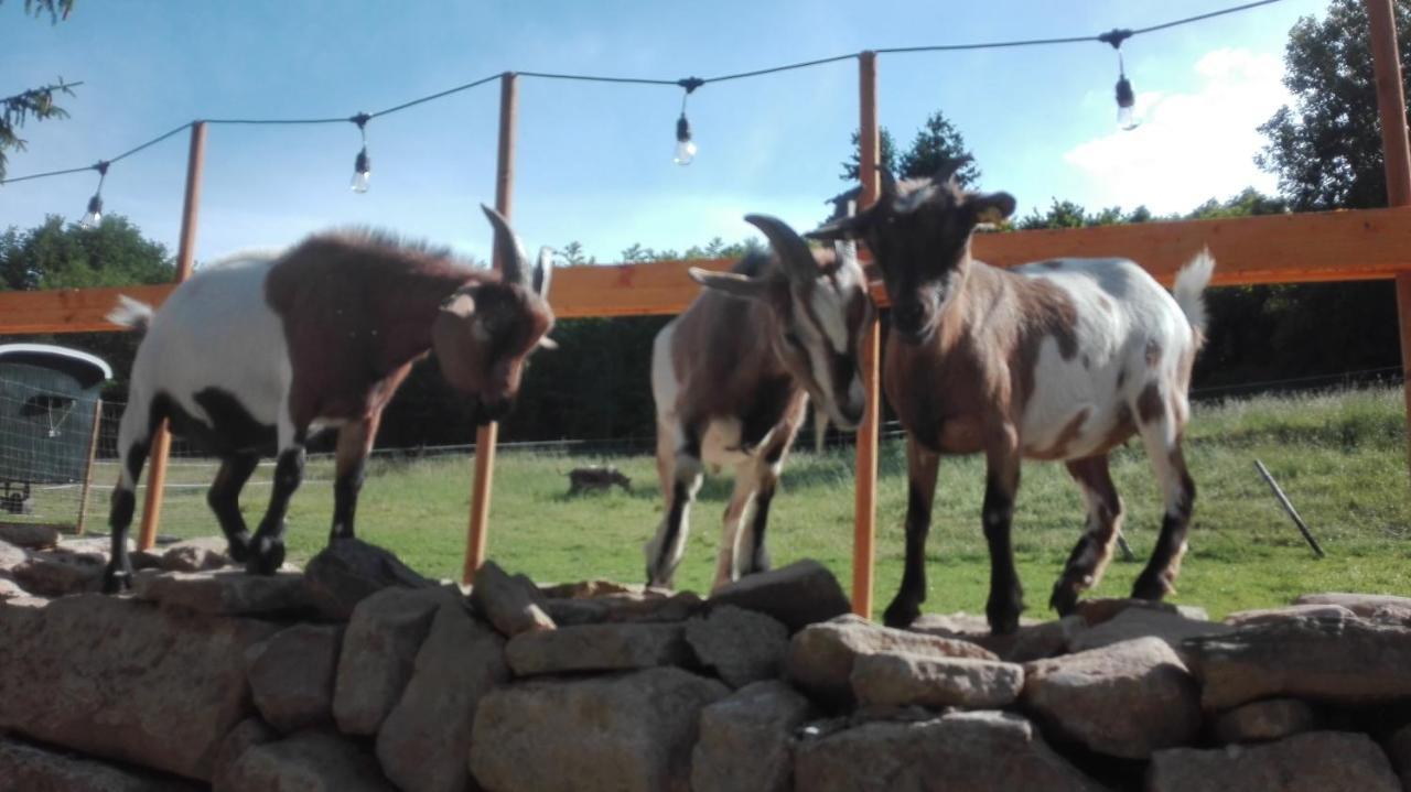 Zuruck Zur Natur - Urlaub Im Zirkuswagen, Sommeratelier Oder Schindelwagen Adenbach Exterior foto